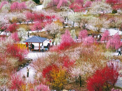 🌸 이나베시 농업공원 이미지 4